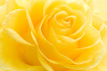 Yellow Rose Petals Wall Art