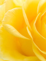 Yellow Rose Petals Wall Art