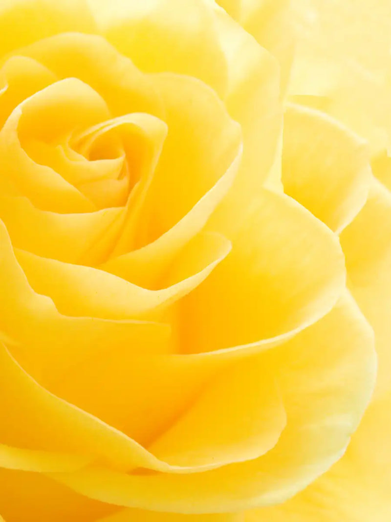 Yellow Rose Petals Wall Art