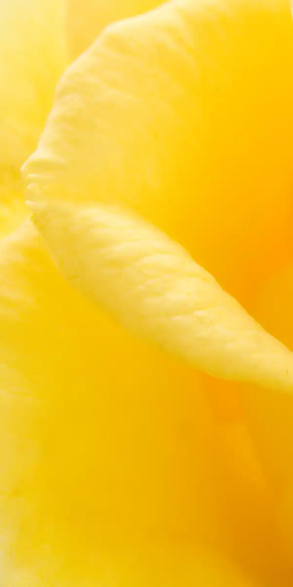 Yellow Rose Petals Wall Art