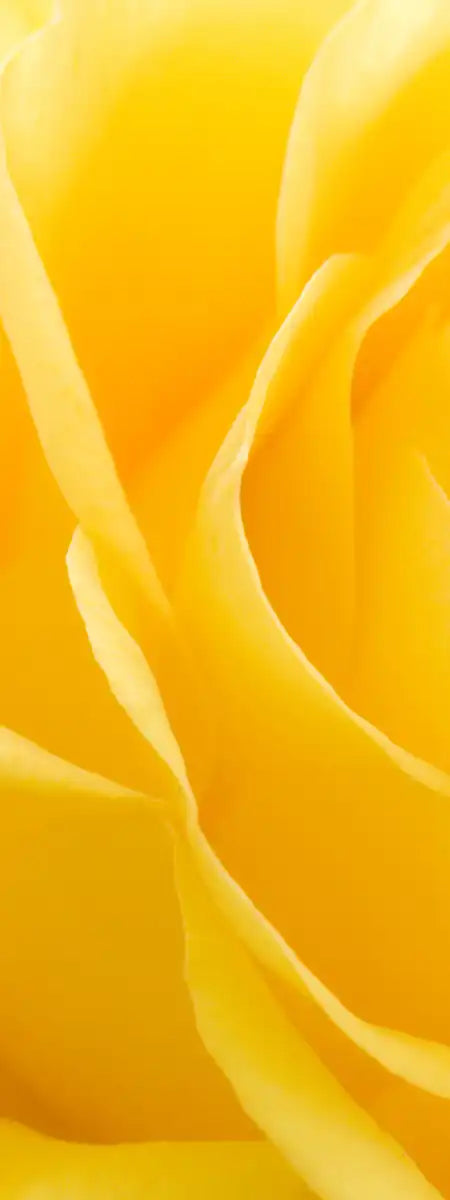 Yellow Rose Petals Wall Art