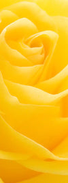 Yellow Rose Petals Wall Art