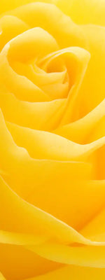 Yellow Rose Petals Wall Art