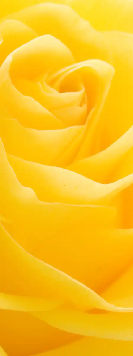 Yellow Rose Petals Wall Art