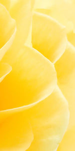 Yellow Rose Petals Wall Art