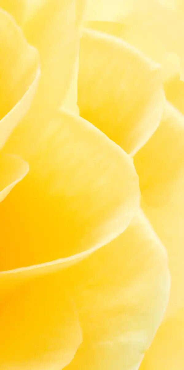 Yellow Rose Petals Wall Art