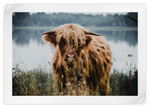 Lakeside Highland Cow Wall Art