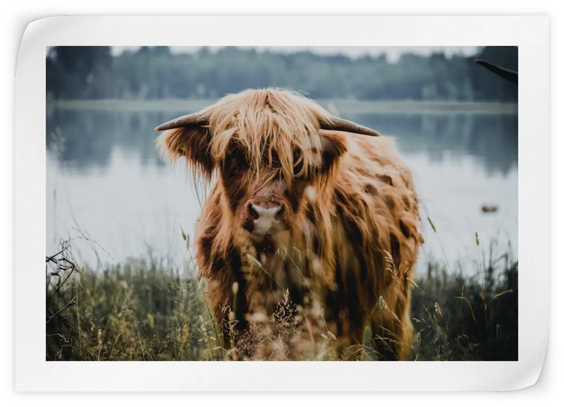 Lakeside Highland Cow Wall Art