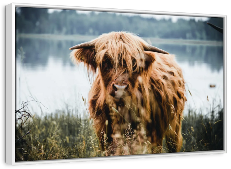 Lakeside Highland Cow Wall Art