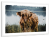 Lakeside Highland Cow Wall Art