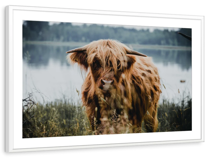 Lakeside Highland Cow Wall Art