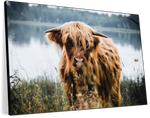 Lakeside Highland Cow Wall Art