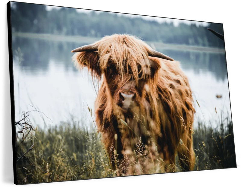 Lakeside Highland Cow Wall Art