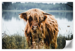 Lakeside Highland Cow Wall Art