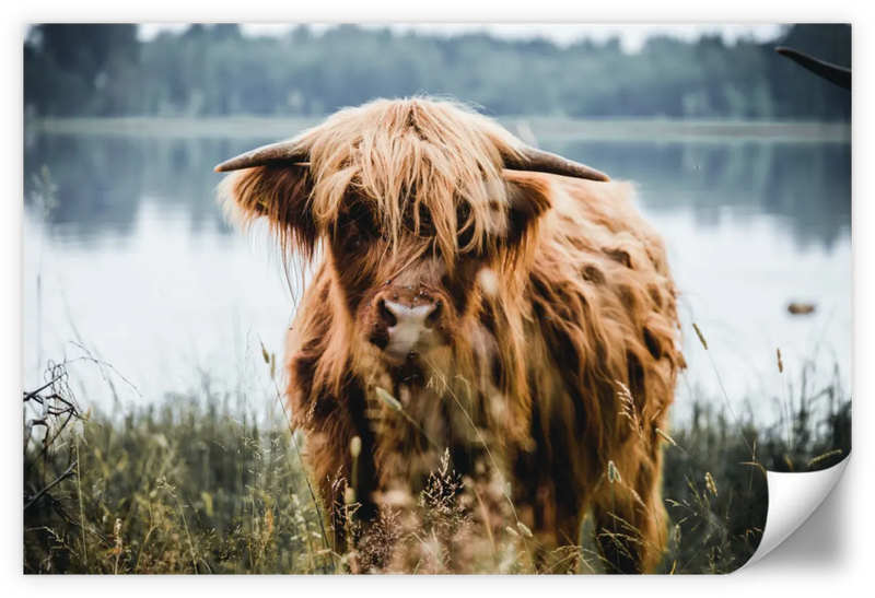 Lakeside Highland Cow Wall Art