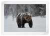 Winter Grizzly Bear Wall Art