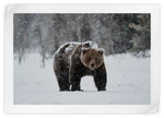 Winter Grizzly Bear Wall Art