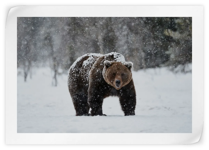 Winter Grizzly Bear Wall Art