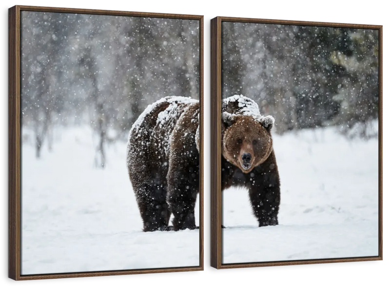 Winter Grizzly Bear Wall Art