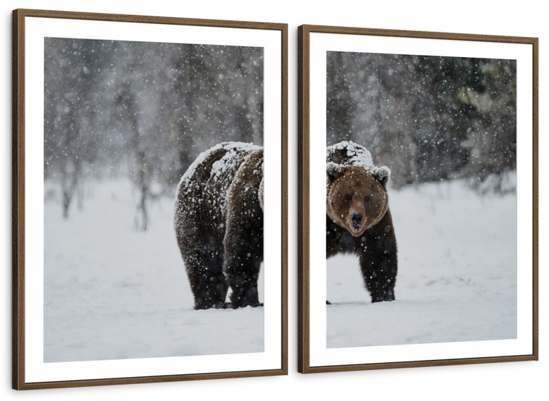 Winter Grizzly Bear Wall Art