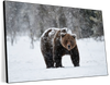 Winter Grizzly Bear Wall Art