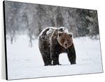 Winter Grizzly Bear Wall Art