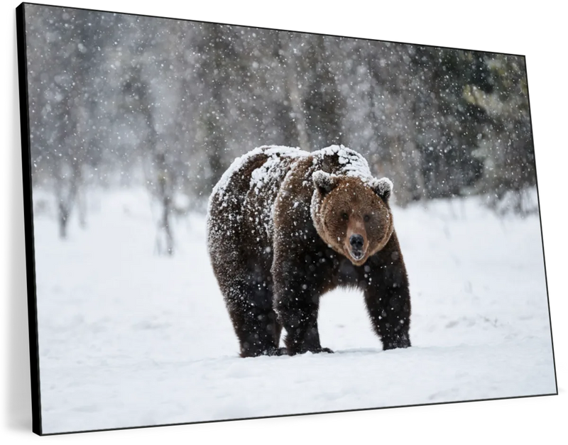 Winter Grizzly Bear Wall Art