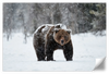 Winter Grizzly Bear Wall Art