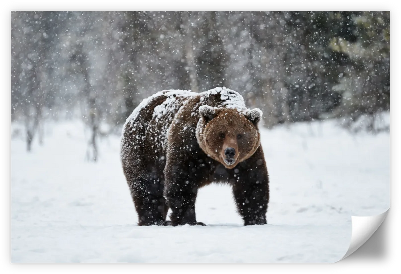 Winter Grizzly Bear Wall Art