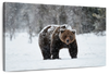Winter Grizzly Bear Wall Art