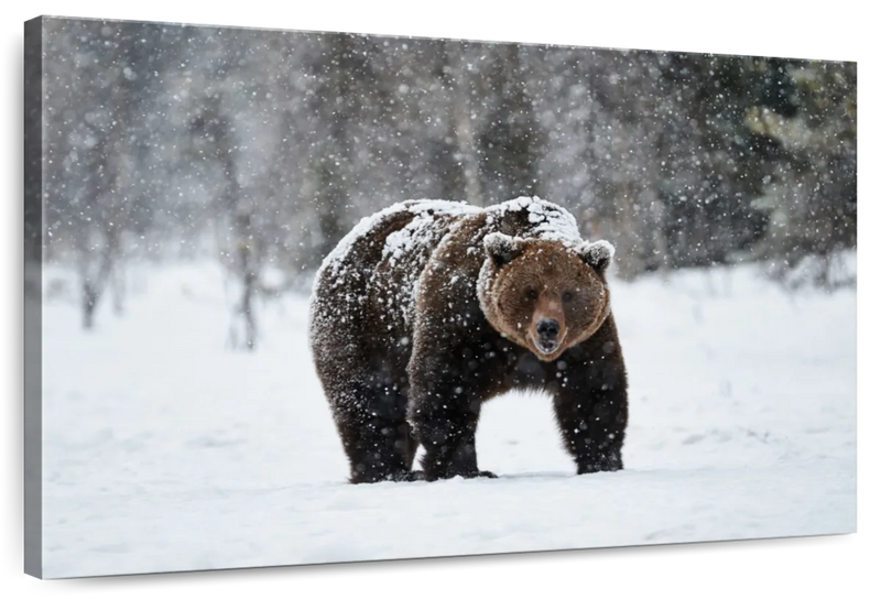 Winter Grizzly Bear Wall Art