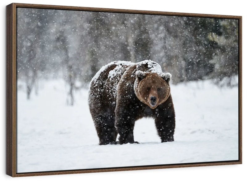 Winter Grizzly Bear Wall Art