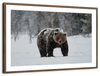 Winter Grizzly Bear Wall Art