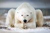 Yoga Polar Bear Wall Art