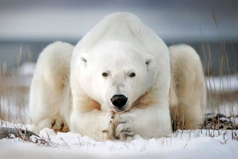 Yoga Polar Bear Wall Art