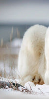 Yoga Polar Bear Wall Art