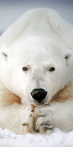 Yoga Polar Bear Wall Art