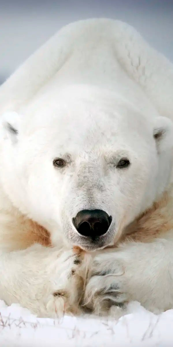 Yoga Polar Bear Wall Art