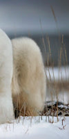 Yoga Polar Bear Wall Art