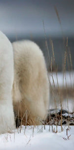 Yoga Polar Bear Wall Art