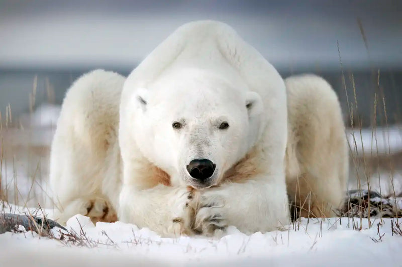 Yoga Polar Bear Wall Art