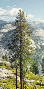 Yosemite Half Dome Wall Art