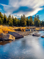 Yosemite River Stream Wall Art