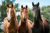 Young Horses Wall Art
