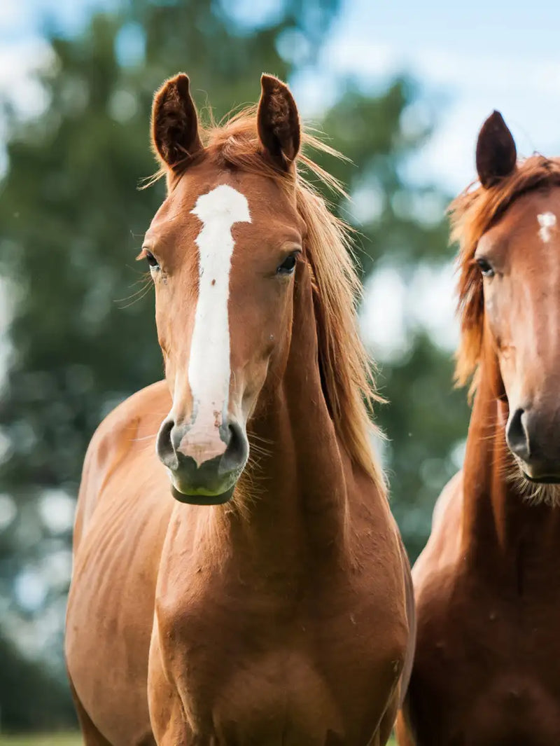 Young Horses Wall Art