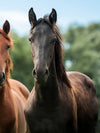 Young Horses Wall Art