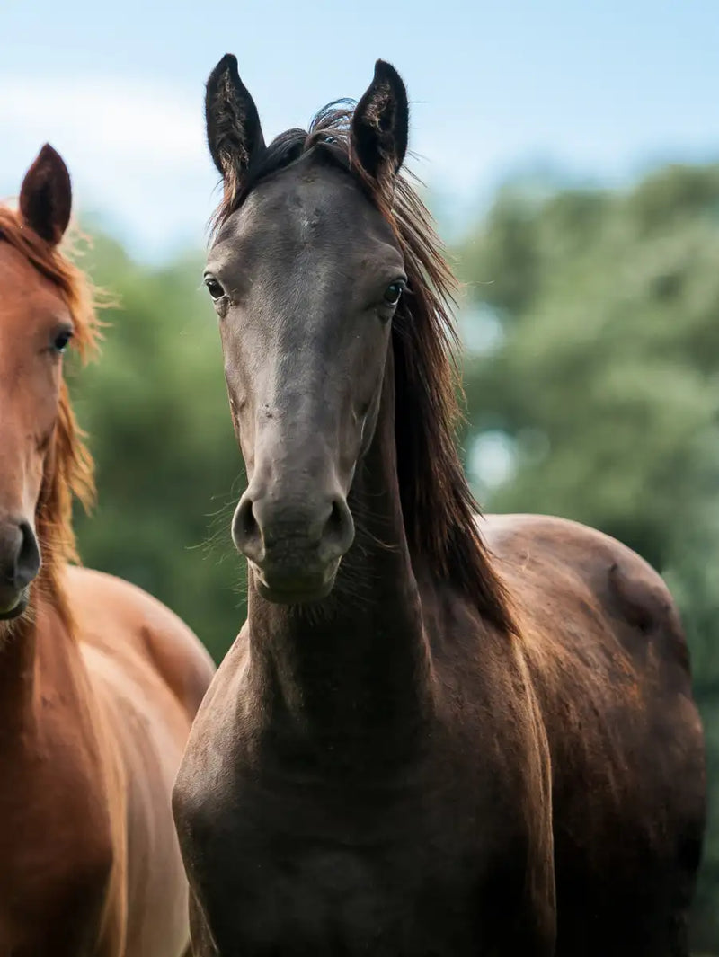Young Horses Wall Art
