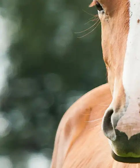Young Horses Wall Art