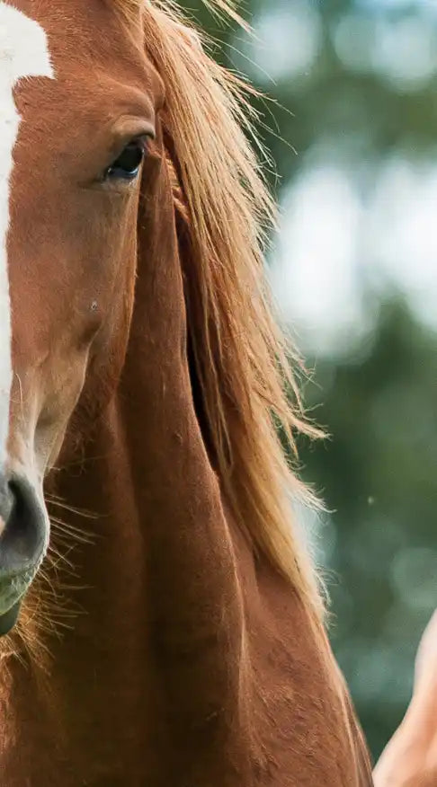 Young Horses Wall Art