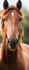 Young Horses Wall Art